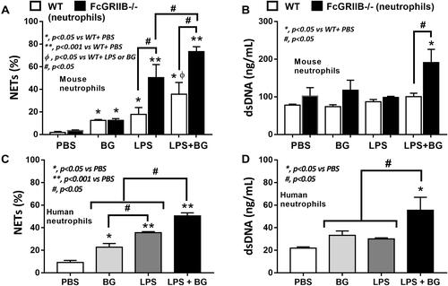 Figure 9 Neutrophil extracellular traps (NETs) in mouse neutrophils, from wild-type (WT) and FcGRIIB-/- mice, and human neutrophils after the 2 h activation by phosphate buffer solution (PBS) or (1→3)-β-D-glucan (BG) or lipopolysaccharide (LPS) or LPS with BG (LPS+BG) are demonstrated. In mouse neutrophils, NETs were determined by the percentage of cells with NETs nucleus morphology using 4-,6-diamidino-2-phenylindole (DAPI), a nucleus stained color, with supernatant dsDNA by PicoGreen assay (A and B). In human neutrophils, NETs using the percentage of cells with positive staining for both myeloperoxidase (MPO) together with neutrophil elastase (NE) (merge color) (C) and the supernatant dsDNA (D) are demonstrated. All experiments were independently performed in triplicate. *p < 0.05 vs WT + PBS; **p < 0.001 vs WT + PBS; ϕp < 0.05 vs WT + LPS or BG; #p < 0.05.