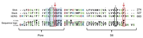 Figure 4 Potential residues involved in the interaction of clofilium with Slick and Slack channels and sequence alignment for the pore helix through the S6 transmembrane segment of Slick, Slack, and hERG channels.