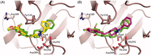 Figure 6. Superimposition of the top ranked docking poses of hBACE-1 in complex with Donepezil and 1 (A), and 2 (B), respectively. Donepezil, 1 and 2 are shown as stick models with carbon atoms colored green (Donepezil), yellow (1) and magenta (2) and oxygen and nitrogen atoms colored red and blue, respectively. Selected key protein residues (Cα atoms and side chains) in the vicinity of Donepezil or 1 or 2 are rendered in stick format and labeled appropriately. Created using PyMOL [Citation57].