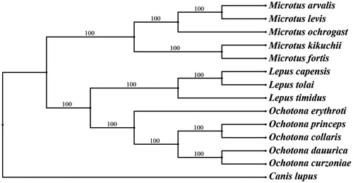Figure 1. Bayesian phylogenetic inference (BI) and maximum-likelihood (ML) trees of 14 species based on 12 protein-coding genes except ND6 and the BI posterior probabilities are shown on the nodes. The species accession numbers were downloaded from GenBank are NC_038176 (M. arvalis), NC_008064 (M. levis), NC_027945 (M. ochrogaster), AF348082 (M. kikuchii), JF261174 (M. fortis), GU937113 (L. capensis), NC_025748 (L. tolai), KR019013 (L. timidus), NC_037186 (O. erythrotis), NC_005358 (O. princeps), AF348080 (O. collaris), EF535828 (O. curzoniae), KF857179 (C. lupus), respectively.