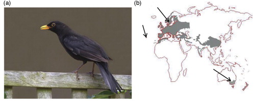 Fig. 1.  (a) European Blackbird (Turdus merula), NSW, Australia. Photo: Grant Brosie. (b) The global distribution of Blackbird populations shown in grey. Arrows indicate the sampling locations.