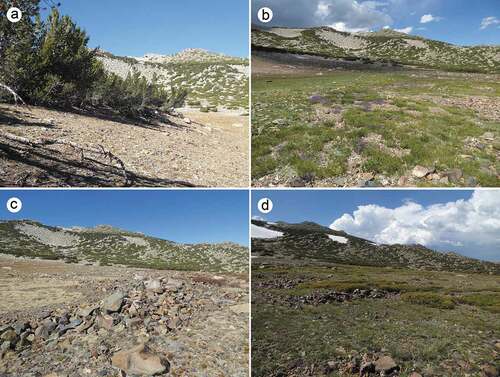 Figure 5. Features of the patterned-ground ecosystem within the Kavanaugh Plateau study area. (a) Edge of ribbon forest and snowbed slope. (b) Forefield meadow. (c) Rock terrace rampart. (d) Patterned ground with soil circles and rock wells. All views are southward.
