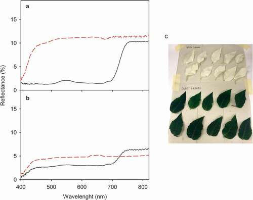 Figure 4. Reflectance spectra of green (black, solid lines) and white (red, dashed lines) of E. pulcherrima leaves placed on white (a) or black (b) background; the measured samples are also shown (c). Specular reflectance was measured with an STS-VIS spectrometer, using a 250 W halogen lamp as a light source. For the measurement, a leaf disk was placed on white copy paper (a) or on a matt black cardboard (b) at a 5 mm distance from the probe, and the probe was aligned with the surface normal. Each curve represents an average of 10 independent biological replicates, and the data have been smoothened with a moving median using a window of 9 data points.