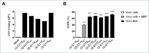 Figure 5. The anti-Vγ9Vδ2-TCR specific VHH 6H4 efficiently activates Vγ9Vδ2-T cells harbouring δ2-CDR variations. (A) Indicated JurMa transductants were incubated with 500 nM VHH 6H4 and bound VHH was assessed by flow cytometry. Mean fluorescence intensity (MF) of VHH bound to the cells is depicted. A representative figure of n = 3 experiments is shown. (B) Indicated JurMa transductants were cultured with HeLa cells (negative control, white), NBP-pretreated HeLa cells (positive control, grey) or plate bound (wells coated with 500 nM) VHH 6H4 (black). After 24 hrs, the activation status of the cells was determined by assessing CD69 expression on the cells by flow cytometry. Indicated significant differences are relative to values of δ2-G115WT cells stimulated with HeLa cells. A representative figure of triplicate samples (mean ± SEM) of n = 3 experiments is shown. p-Values were calculated with a one-way ANOVA and Bonferroni's post-hoc test (*** indicates p<0.001). Abbreviations: aminobisphosphonates (NBP).