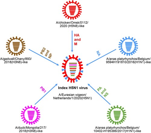 Figure 2. Formation of the index H5N1 virus bearing the 2.3.4.4b HA gene in 2020. The eight bars represent the eight gene segments (from top to bottom: PB2, PB1, PA, HA, NP, NA, M, and NS), and the colour of the bar indicates the closest donor strain of the gene segment.