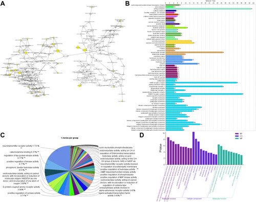 Figure 4 GO enrichment analysis of target in ZSW for DN treatment. (A) GO biological process enrichment analysis; (B) GO cell component enrichment analysis; (C) GO molecular function enrichment analysis; (D) the top 10 GO enrichment results.