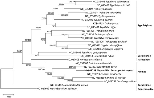 Figure 1. Maximum likelihood (bootstrap repeat is 1,000), neighbor joining (bootstrap repeat is 10,000) phylogenetic trees of 24 Atyid mitochondrial genomes: Neocaridina heteropoda koreana (MK907921 in this study), Neocaridina davidi (NC_023823), Caridina multidentata (NC_038067), Caridina indistincta (NC_039593), Caridina cf. nilotica (NC_030219), Caridina gracilipes (NC_024751), Paratya australiensis (NC_027603), Halocaridina rubra (NC_008413), Typhlatya dzilamensis (NC_035402), Typhlatya mitchelli (NC_035403), Typhlatya garciai (NC_035409), Typhlatya consobrina (NC_035407), Typhlatya taina (NC_035399), Typhlatya pearsei (NC_035400), Typhlatya sp. (KX844713), Typhlatya iliffei (NC_035401), Typhlatya monae (NC_035405), Typhlatya arfeae (NC_035410), Typhlatya miravetensis (NC_036335), Typhlopatsa pauliani (NC_035406), Stygiocaris stylifera (NC_035411), Stygiocaris lancifera (NC_035404), Typhlatya galapagensis (NC_035402), Halocaridina rubra (NC_008413), Halocaridinides fowleri (NC_035412), and Macrobrachium bullatum (NC_027602) as an outgroup. Phylogenetic tree was drawn based on the maximum likelihood tree. The numbers above branches indicate bootstrap support values of maximum likelihood and neighbor-joining phylogenetic trees, respectively.