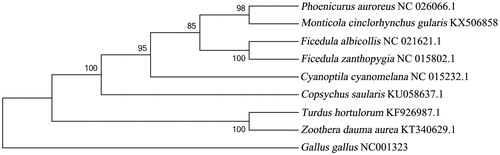 Figure 1. The phylogenetic tree of nine species Passeriformes birds constructed using the neighbour-joining method based on complete mtDNA sequences, and Gallus gallus (NC001323) was used as an outgroup. The tree was built using the Kimura-two-parameter (K2P) model, and the numbers on the branches are bootstrap values. The eight species Passeriformes contain six Muscicapidae birds: Cyanoptila cyanomelana (HQ896033.1), Ficedula zanthopygia (JN018411.1), F. albicollis (KF293721.1), Phoenicurus auroreus (KF997863.1), Copsychus saularis (KU058637.1), Monticola cinclorhynchus gularis (KX506858), and two Turdidae birds: Turdus hortulorum (KF926987.1) and Zoothera dauma aurea (KT340629.1).