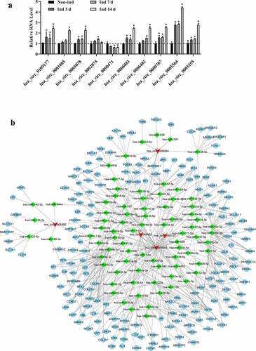 Figure 3. The validation of most differentially expressed circRNAs and construction of ceRNA networks (a). Circ_0109177, circ_0001085, circ_0005078, circ_0002075, circ_0000471, circ_0006083, circ_0006482, circ_0000707, circ_0005564, and circ_0005255 were determined by qRT-PCR. All experiments were performed in triplicate (*p < 0.05). (b) The ceRNA networks of five differentially expressed circRNAs with more than one binding miRNA site