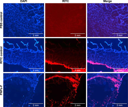 Figure S3 Mucoadhesive nature of fluorescent-tagged PNPs-F in the chicken ileum by ex vivo analysis.Notes: Ileum was harvested from healthy layer chickens and treated with PBS, RITC dye, and RITC dye-tagged PNPs-F in PBS for 4 hours, washed, fixed, sectioned, stained with DAPI, and examined under a fluorescent microscope. The images were obtained at 2× magnification, and scale bar is 2 mm. PNPs-F, surface F-protein-coated PNPs.Abbreviations: PNPs, polyanhydride nanoparticles; RITC, rhodamine B isothiocyanate.