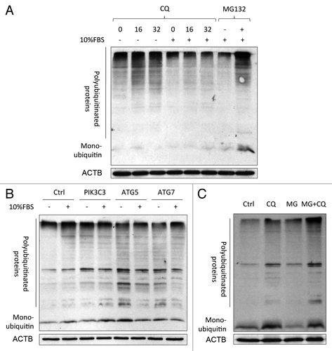 Figure 3. Accumulation of polyubiquitinated proteins caused by co-inhibition of autophagy and the proteasome. (A) Chloroquine (CQ; 48 h) induced the accumulation of polyubiquitinated proteins in SW1116 cells. The accumulation was more prominent in serum-deprived conditions. Cells were treated with MG132 (0.8 μM) for 48 h as a positive control. (B) Knockdown of autophagy-related genes (PIK3C3, ATG5, and ATG7) caused the accumulation of polyubiquitinated proteins at 72 h post-transfection in serum-deprived SW1116 cells. (C) SW1116 cells were treated with or without CQ (16 μM) for 48 h in the absence of presence of MG132 (0.8 μM) for an additional 3 h, and the amount of polyubiquitinated proteins was examined by western blot. Blots were representative of 3 independent experiments.