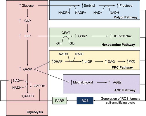 Figure 2. The relationship between superoxide and ROS production and the key pathologic pathways of DR. This model demonstrates the centrality of oxidative stress to DR and has led some to purport superoxide production to be the ‘unifying mechanism’ in the complex pathology of DR. G6P = glucose-6-phosphate, F6P = fructose-6-phosphate, GA3P = glyceraldehyde-3-phosphate, 1,3-DPG = 1,3,-diphosphoglycerate, GS6P = glucosamine-6-phosphate, a-GP = alpha-glycerol-phosphate. Reproduced with permission from Springer Nature, Copyright 2001 [Citation45].
