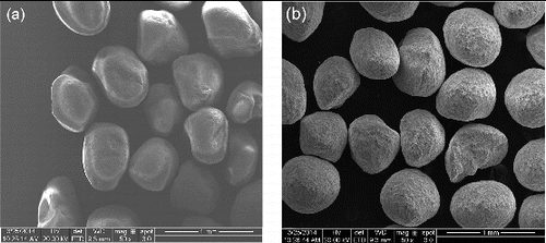 Figure 4. SEM images of (a) frac sand and (b) CarboHSP proppants.