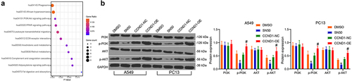 Figure 5. CCND1 mediates the PI3K/AKT pathway in lung cancer cells. (a) Fisher’s exact test of gene enrichment pathways by KEGG pathway analysis; (b) Western blot detection of changes in PI3K/AKT pathway activity in SN50 and CCND1-OE-treated cells. Error bars represent standard deviations of the means of three biological replicates. Values represent means ± SD. *p < 0.05, #p < 0.05. Results were analyzed by two-way ANOVA, followed by Tukey’s post hoc tests.