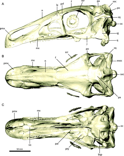 FIGURE 2. Restored skull of Erlikosaurus andrewsi (IGM 100/111). A, left lateral; B, dorsal; and C, ventral views. Abbreviations: bsp, basisphenoid; exoc, exoccipital; f, frontal; j, jugal; la, lacrimal; mx, maxilla; n, nasal; oc, occipital condyle; pa, parietal; pal, palatine; pmx, premaxilla; po, postorbital; prf, prefrontal; pty, pterygoid; q, quadrate; qj, quadratojugal; scr, sclerotic ring; soc, supraoccipital; sq, squamosal; vo, vomer.