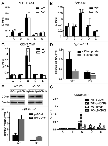 Figure 6. MED23 is partially required for the recruitment of CDK9 to the Egr1 promoter. ChIP experiments were performed using antibodies against NELF-E (A), Spt5 (B), and CDK9 (C) at the Egr1 locus, as described in Figure 1. (D) Egr1 mRNA levels were measured by real-time PCR in WT and KO ES cells with or without 1 h of flavopiridol (250 nM) pre-treatment. The expression was normalized to the EF2 mRNA expression. (E) WT and KO ES cells were infected with retroviruses encoding CDK9. Stable cell lines were selected for hygromycin resistance, and the CDK9 protein level was analyzed by western blotting. β-actin was used as an internal control. (F) Egr1 mRNA levels were measured by real-time PCR in control- and CDK9-overexpressed WT and KO ES cells. (G) ChIP analysis using an antibody against CDK9 at the Egr1 locus in control- and CDK9-overexpressed WT and KO ES cells. The mean of at least three separate experiments is shown, and the standard deviation is indicated. Student’s t test, **p < 0.001.