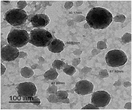 Figure 1 Characterization of AgNPs-H2O2 product, TEM micrographs and size distribution for silver (scale bar: 100 nm), micrographs displays AgNPs-H2O2 with sizes ranging from (30.17–67.92 nm) based on TEM images.