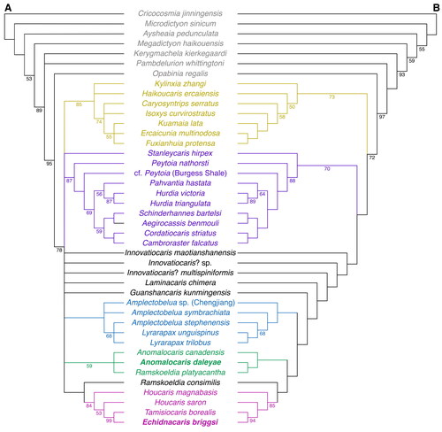 Figure 1. Radiodont phylogeny. A, strict consensus of nine shortest cladograms under equal character weights; numbers at nodes are jackknife frequencies >50%. B, single best fit cladogram under implied weights (k = 3); numbers at nodes are G/C values >50%. Colours indicate clades: Euarthropoda (yellow), Hurdiidae (purple), Amplectobeluidae (blue), Anomalocarididae (green), and Tamisiocarididae sensu stricto (pink).