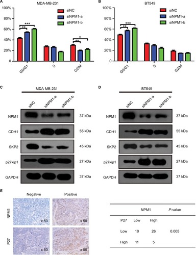 Figure 5 Depletion of NPM1 causes cell cycle arrest at the G0/G1 phase in triple-negative breast cancer cells.Notes: (A and B) Effect of NPM1 inhibition on cell cycle in MDA-MB-231 and BT549 cells. (C and D) Protein levels of NPM1, CDH1, Skp2, and p27kip1 were detected by Western blot analysis in siNPM1-transfecetd MDA-MB-231, siNPM1-transfecetd BT549, and their control cells. (E) The IHC result shows the relationship between NPM1 and p27kip1. Data are presented as the mean ± SEM of three experiments. *P<0.05, **P<0.01, and ***P<0.001 as compared to control cells.Abbreviation: IHC, immunohistochemistry; SEM, standard error of the mean.