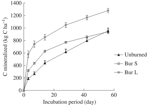 Figure 2 Cumulative carbon (C) mineralization at a depth of 0–15 cm during the incubation experiment. Samples from unburned and spots burned with small trees (Bur S) were collected in October 2008 and samples from spots burned with piles of large trees (Bur L) were collected in October 2009. Bars indicate standard error (n = 3).