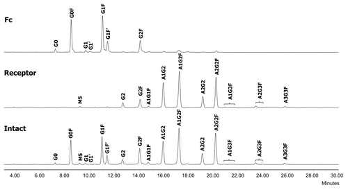 Figure 13. N-glycan profiles of the Fc fusion protein F1 (bottom) and its receptor (middle) and Fc (top) domains. G, non-reducing end galactose; F, core fucose; A, sialic acid; M, high mannose.