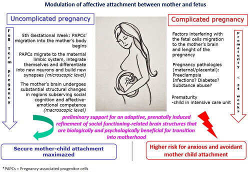 Figure 1. Key point of PAPCs passage from the foetus to the mother in physiologic and pathologic conditions, with the perspective of potential affective attachment dynamics modulation.
