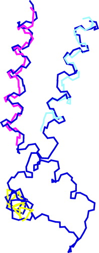 Figure 8. Superposition of backbone atoms of the mean structures of peptides F215-R246 (only residues L220-M238 are shown, in deep pink), W279-K305 (only P284-E301, in sky blue) and P257-L278 (only G262-E273, in yellow) on the corresponding amino acid sequences of helices H5 (residues 209–238), H6 (residues 273–290) and h56 (residues 253–264) in the crystal structure of the ADP/ATP carrier (Pebay-Peyroula et al. [Citation2003]) (PDB accession code: 1okc, in dark blue). Only the region of the ADP/ATP carrier, which is relevant for the comparison with the peptides studied in this paper, is shown for clarity.