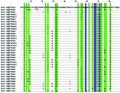 Figure 1. Alignment of the putative amino acid sequences for MHC class II DQB exon 2 from gayal. Dots indicate identity in the amino acid sequence to the sequence of Bofr-DQB*0101, ‘↓’ indicates codons involved in the peptide-binding sites (PBS), ‘+’ indicate the conserved sites about T-cell receptor interaction, N-linked glycosylation site is underlined.