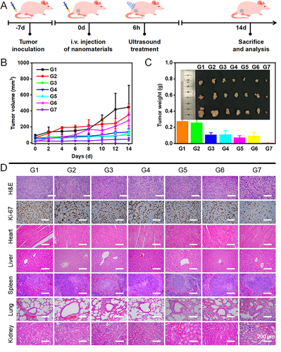 Figure 9 In vivo synergistic antitumor effect (A) Treatment illustration. (B) Tumor growth curves in various groups with various treatments. (C) Tumor weight and digital photos of tumors from various groups after sacrifice (D) H&E staining and Ki67 staining of tumor tissues of various groups. G1-G7 represent mice treated with PBS, TAM, BP+US, BP-FA+US, TAM@BP+US, TAM@BP-FA and TAM@BP-FA+US respectively.