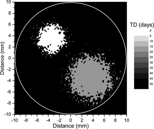 Figure 1.  A section through a simulated three-dimensional tumour relatively quiescent (TD = 75 days) with two proliferating foci, one with TD = 15 days and one with TD = 3 days.