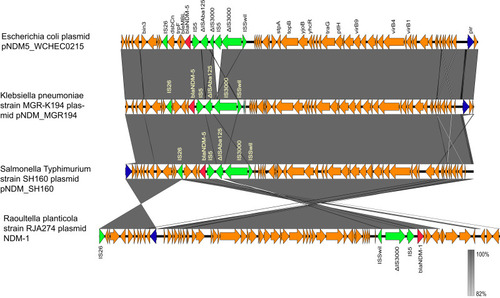Figure 2 Features of the genetic structure of pNDM5_WCHEC0215 (Genbank accession number KY435936), pNDM_MGR194 (Genbank accession number KF220657), pNDM5_SH160, and RJA274 plasmid (Genbank accession number KF877335). The blaNDM-1/5 gene is shown in red. IS3000, ISAba125, and other insert sequences are shown in green. The replicons are shown in blue. The rest of the genes are shown in orange.