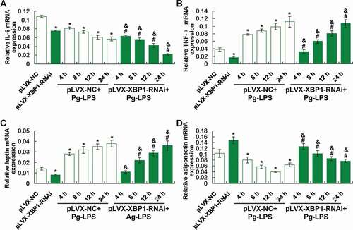 Figure 4. Evaluation for the effects of XBP1 silence on inflammatory response and secretion of leptin and adiponectin using qRT-PCR assay. (a). Statistical analysis for the IL-6 gene transcription. (b). Statistical analysis for the TNF-αgene transcription. (c). Statistical analysis for the leptin gene transcription. (d). Statistical analysis for the adiponectin gene transcription. * p < 0.05 vs. pLVX-NC group, # p < 0.05 vs. pLVX-XBP1 group, & p < 0.05 vs. pLVX-NC+Pg-LPS group