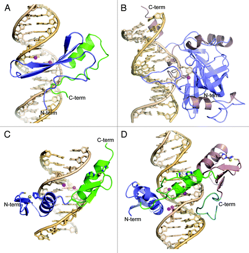 Figure 2. Representative structures for each MBP family. (A) Crystal structure of the MBD of human MeCP2 in complex with a methylated DNA consensus site derived from the brain-derived neurotrophic factor (BDNF) promoter (PDB 3C2I).Citation18 (B) Crystal structure of the SRA domain of human UHRF1 in complex with hemimethylated DNA (PDB 3CLZ).Citation25 (C) Crystal structure of the mouse Cys2His2 zinc finger protein ZFP57 in complex with a methylated DNA target known to be localized in imprinting control regions (PDB 4GZN).Citation34 (D) Crystal structure of the human Cys2His2 zinc finger protein Kaiso in complex with a methylated DNA consensus site derived from the E-cadherin (CDH1) promoter (PDB 4F6N).Citation35 Pink spheres represent methyl groups in the methylated cytosines.