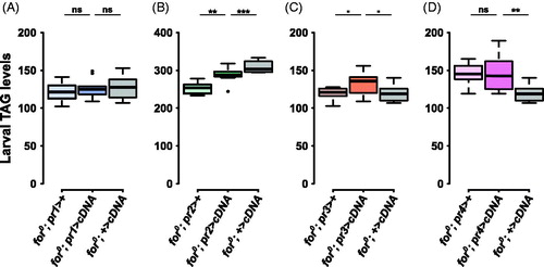 Figure 4. forp3-Gal4 affects larval triglyceride levels. (A) The pr1 experimental (for0/for0; {forpr1-Gal4}/{UAS-forcDNA}) was not significantly different from the Gal4 control (for0/for0; {forpr1-Gal4}/+, p = .78) or the UAS control (for0/for0; +/{UAS-forcDNA}, p = 0.94). (B) The pr2 experimental (for0/for0; {forpr2-Gal4}/{UAS-forcDNA}) was intermediate between the significantly different Gal4 (for0/for0; {forpr2-Gal4}/+) and UAS (for0/for0; +/{UAS-forcDNA}) controls. (C) There was significant variation in the pr3 triglyceride experiment (F(2,27) = 3.76, p = .036). The pr3 experimental (for0/for0; {forpr3-Gal4}/{UAS-forcDNA}) bordered on being significantly different from the Gal4 control (for0/for0; {forpr3-Gal4}/+, p = .06) and the UAS control (for0/for0; +/{UAS-forcDNA}, p = .06). D) The pr4 experimental (for0/for0; {forpr4-Gal4}/{UAS-forcDNA}) was not significantly different from the Gal4 control (for0/for0; {forpr4-Gal4}/+, p = 1.00). Sample size: n = 10 extracts (of 10 pooled larvae) per genotype per plot. The boxplots show the mean with the whiskers displaying 1.5 times the interquartile range. For a rescue to be considered significant the UAS/Gal4 treatment had to be significantly different than both of the UAS and the Gal4 controls.