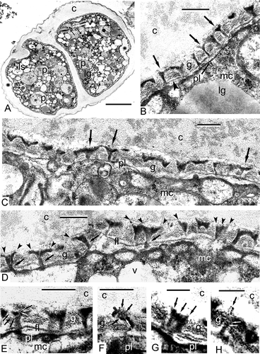 Figure 3. Middle tetrad stage in Chamaedorea microspadix microspores. A. A survey of a tetrad at the middle tetrad stage. Large plastids with single spherical plastoglobule and clusters of fine-fibrillar osmiophilic substance (p), second generation of smaller plastids (or non-differentiated mitochondria without any signs of cristae) with osmiophilic inclusions (arrows), lipid globules (lg) and lysosomes (ls) are reconisable in the cytoplasm. At distal poles of the microspores, where future apertures appear, the plasma membrane invaginations form cavities impeding the accumulation of the glycocalyx (asterisks). Thin initial columellae are seen through the glycocalyx layer. B, C. At higher magnification, these columellae show the form of the letter “Y” (so-called gyroid phase of micelles, arrows). The initial foot layer (which is still discontinuous) is formed by a chain of tiny vesicles (by strings, arrowheads in B). D. The detailed examination of the columellae reveals their funnel-like form: every columella consists of several rod-like units (cylindrical micelles), which are close to each other in the vicinity of the plasmalemma (arrows) and separate from each other on the fan-like manner distally (arrowheads). E. The borders of funnel-like columellae consist of several bent rods (every rod-micelle has a dark core and light outlines – black and white arrows). F–H. The details of rod-micelles, comprising the columellae, are discernible in slightly thicker sections. Note the contrast reversal of rods-micelles: now they have a light core and dark outlines (E, F – black and white arrows, G – arrows, H – white arrows). This seems to correspond to the reverse of normal micelles to inside-out micelles. Several ring-like units in H (spherical micelles, white arrows) are components of the rod (cylindrical micelle, black arrow). Legend to all figures: c – callose, fl – foot layer, g – glycocalyx, lg – lipid globules, mc – microspore cytoplasm, pl – plasma membrane, v – vacuole. Scale bars – 1.0 μm (A), 0.25 μm (B–F), 0.1 μm (G, H).