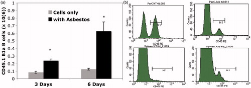 Figure 6. 6-Mix asbestos induces trafficking of B1a B-cells to spleen. Peritoneal lymphocytes from CD45.1 transgenic mice were adopted into wild-type mice with or without 100 μg of 6-Mix. (a) Spleens were harvested after 3 or 6 days, and splenocytes then counted and analyzed for expression of CD45.1 (PE), IgM (PerCP-Cy5.5), and CD5 (APC) gating on lymphocytes; the percent positive for all three markers was multiplied by total cell number to yield number of trafficked cells. n = 6/group; values shown are mean ± SEM. *p < 0.05 compared to cells only at same timepoint. (b) Representative histograms showing loss of CD45.1+ cells from peritoneum at 4 days after host treatment with asbestos (top right, compared to no treatment in top left), and an increase of CD45.1+ cells in the spleen at 6 days post-exposure (bottom right, compared to no treatment in bottom left).