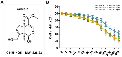 Figure 1 Effect of Genipin on the viability of human oral cells. (A) The chemical structure of Genipin and its molecular weight (MW). (B) CCK8 assay were conducted to measure cell viability of normal human oral epithelial cells NHOK, human tongue squamous cancer cells SCC-25 and SCC-9 with different concentration of Genipin (0 to 400 μM). *p<0.05 compared with 0. Data are presented as mean ± SD, and all the experimental in triplicate.