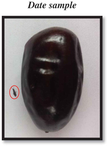 Figure 5. The size of the O. surinamensis compared to the size of the date sample (insect is inside red circle).