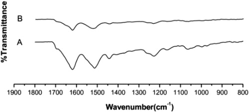 Figure 5. FTIR transmittance spectra of: (A) Degummed silk fibroin. (B) Silk fibroin nanofibers scaffold modified by PAMAM dendrimers.
