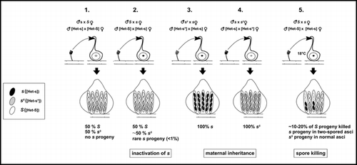 Figure 2 Properties of the s element ([Het-s]) during the sexual cycle. s and S strains are incompatible at the vegetative stage. In a s x S sexual cross (1 and 2), one recovers the expected 50% S progeny but no s progeny are recovered instead a novel phenotype designated sS appears, sS strains are compatible both with s and S. Even when the s parent is used as maternal parent—contributing most of the cytoplasm to the zygote—there are very few s progeny; Janine Beisson reports that in the analysis of 727 asci, only one contained s progeny. In s x sS crosses (3 and 4), all progeny have the phenotype of the maternal parent, which illustrates maternal inheritance of the s element. In a s x S cross performed at low temperature (18°C) when s is used as maternal parent (5), there is a specific abortion of S spores (spore killing), the s gene exerts a meiotic drive effect. In two-spored asci, the two remaining spores display the s phenotype. Color coding is black for s, grey for sS and white for S. (after Rizet, 1952, Beisson-Schecroun 1962, Bernet 1965).