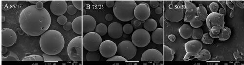 Figure 4. Effects of different PLGA models on microsphere morphology: (A) 85/15 PLGA; (B) 75/25 PLGA; (C) 50/50 PLGA.