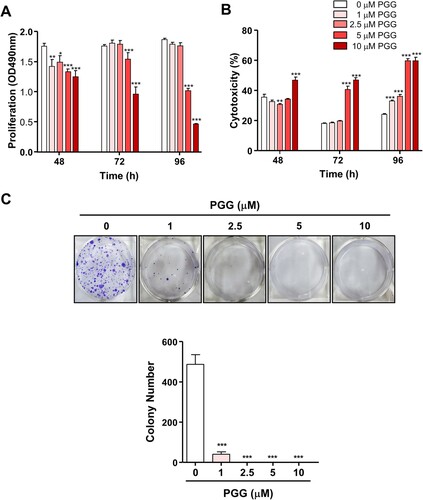 Figure 1. PGG inhibits Mia-Paca-2 cells proliferation, shows cytotoxic effect and inhibits colony formation of Mia-Paca-2 cells. Cells were treated with indicated the concentrations of PGG for 48, 72, or 96 h. Proliferation (A) and cytotoxicity (B) were determined as indicated in the main text. (C) Cells were treated with PGG at the indicated concentrations for 19 days. Colony formation was determined by crystal violet staining. Visible colonies were photographed and counted. Data are expressed as the mean ± SEM (n = 4). Statistical significance was based on the difference compared with 0 µM PGG by two-way ANOVA followed by the Bonferroni test (*P < 0.05, **P < 0.01, ***P < 0.001).