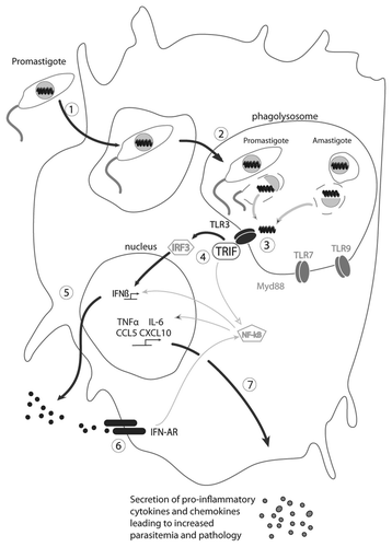 Figure 1 Model of the signaling cascade in response to the release of dsRNA from LRV particles, production of IFNβ and secretion of proinflammatory cytokines and chemokines. The main pathway involved in this process is highlighted in bold. (1) Phagocytosis of LRV infected promastigotes by phagocytes (macrophages); (2) promastigotes differentiate into amatigotes, which reside in phagolysosomes; (3) death of some parasites (promastigotes and amastigotes), release of LRV and of dsRNA, which binds to TLR3; (4) activation of TLR3 via TRIF and signal transmission via the transcription factors IRF3 and NFκB; (5) activation and secretion of IFNβ; (6) binding of IFNβ to its receptor and activation of pro-inflammatory cytokines and chemokines genes (autocrine loop); (7) synthesis and secretion of pro-inflammatory cytokines and chemokines such as TNFα, IL-6, CCL and CXCL10 leading to increased parasitemia and pathology.