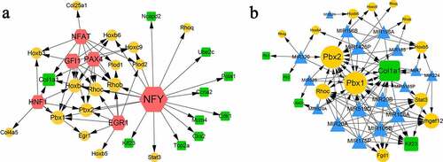 Figure 5. TF-target (a) and miRNA-target (b) networks. Yellow circles indicate upregulated genes. Green squares indicate downregulated genes. Blue triangles indicate predicted miRNAs. Red hexagons indicate transcription factors.