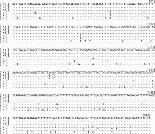 Fig. 6. An alignment of six cox3 haplotypes (K1–3, L, M and N) of Scytosiphon lomentaria from Hokkaido, Japan. K1: the sequence of Os-7iv98-6-ma (accession AB094194), L: Os-7iv98-1-fe (accession AB094195), M: As-11v99-6-ma (accession AB094196), N: Os-7iv98-23-ax (accession AB094197).