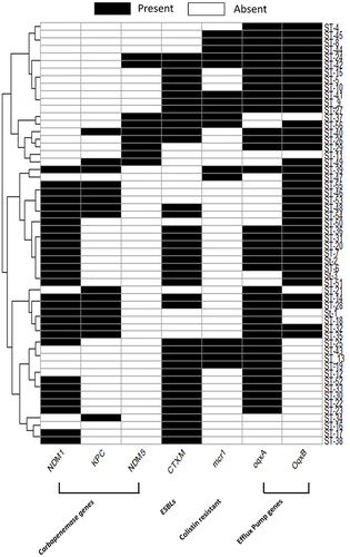 Figure 2 Dendrogram based on the Euclidean distance matrix between resistance factors of K. pneumoniae isolates in all samples. The presence and absence of the resistance factors are represented by black or white blocks, respectively.