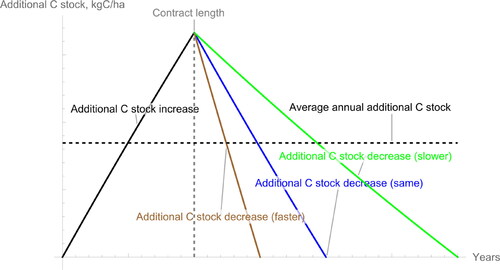 Figure 2. Example of the development of additional C stock (cumulative increase and decrease) due to catch crop inclusion during and after a contract with three alternatives for the stock decrease: same as the contract period, half of it or double it.Footnote4