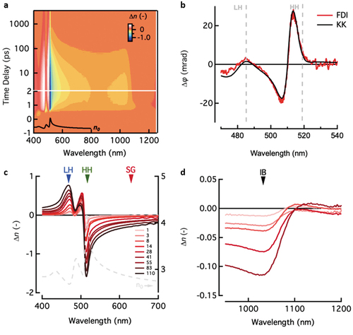 Figure 6. (a) Real part of the refractive index change of CdSe nanoplatelets in hexane. Inset is the ground state refractive index. (b) Comparison between the phase change obtained via FDI and a Kramers–Kronig-dependent model, using a transient absorption spectrum of the CdSe nanoplatelets. LH and HH indicate the energies corresponding to the light and heavy holes respectively. (c) Excitation density-dependent refractive index change obtained via the Kramers–Kronig model. (d) Excitation-dependent refractive index change near the intraband transition. Adapted with permission from [Citation40]. Copyright 2021 American Chemical Society.