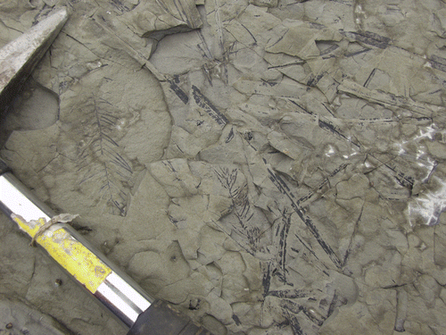 Fig. 2 Bedding surface of siltstone (False Island Formation, probably Bathonian–Callovian), with Elatocladus sp. and thin-leaved Taeniopteris from the coast north of Curio Bay, New Zealand. Rock hammer for scale.