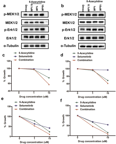 Figure 4. 5-Azacytidine pre-treatment led to increased activity of the MEK/ERK pathway in GC cells.